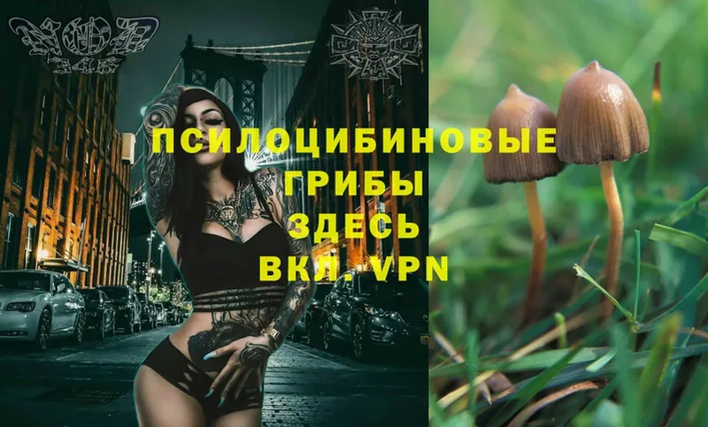 Псилоцибиновые грибы Magic Shrooms  Нолинск 